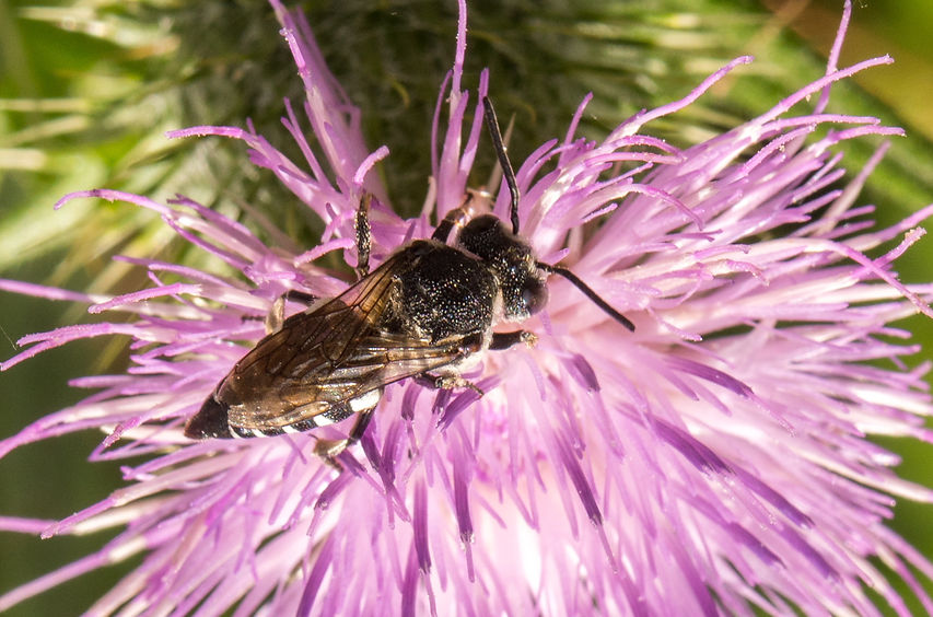 330wx - Coelioxys conoideus - 24-08-25 - Rauden.jpg