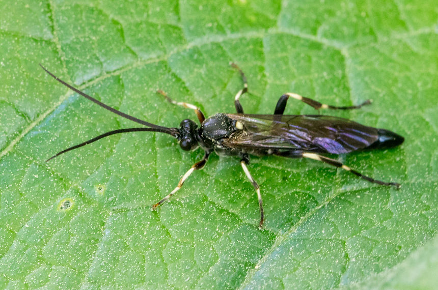 190wx - Cratichneumon rufifrons - 11-05-25 - Neschwitz.jpg