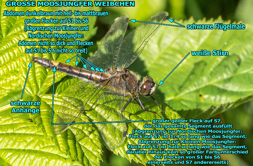 W100B - Große Moosjungfer - 07.07.2016 - Bigleidermoos, Italien.jpg