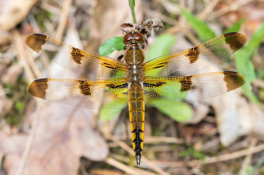 002Mwx - Libellula semifasciata - Double Lake - 23.04.2022 (1 von 1).jpg
