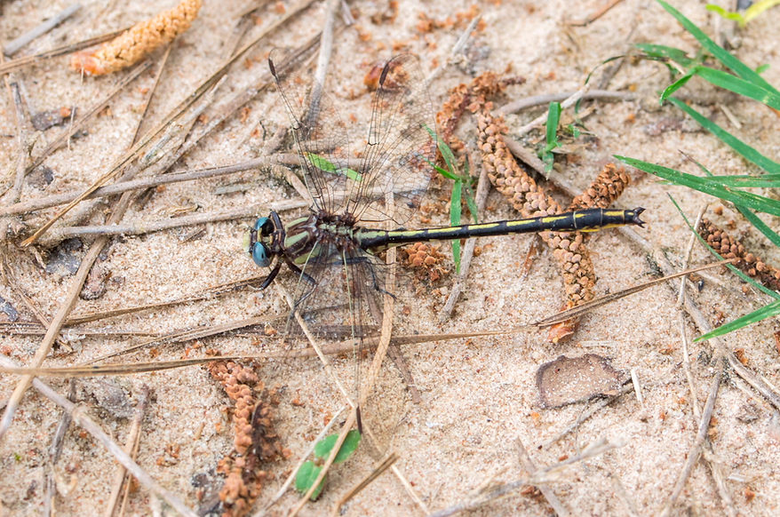 101Mwx - Phanogomphus oklahomensis - Huntsville SP - 20.04.2022 (1 von 1).jpg