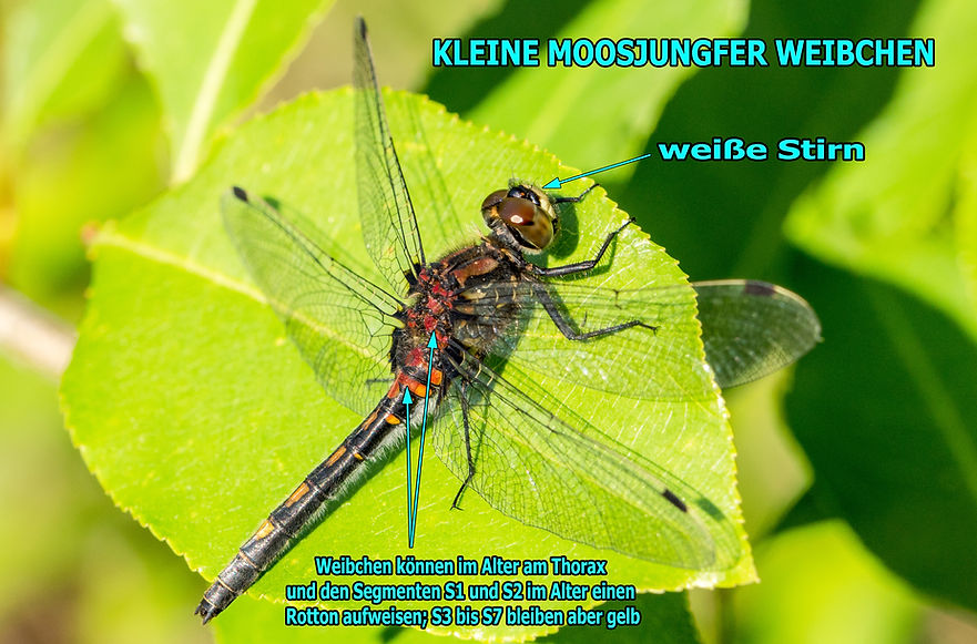 W200Bwix - Kleine Moosjungfer - 19.05.2018 - Dubringer Moor.jpg
