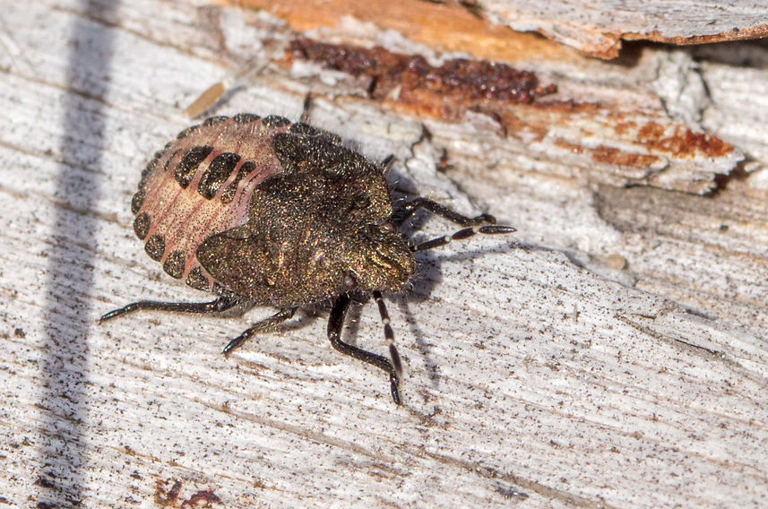 100wx - Beerenwanze - Dolycoris baccarum L - Spreewiese - 23.10.2022 (3 von 1).jpg
