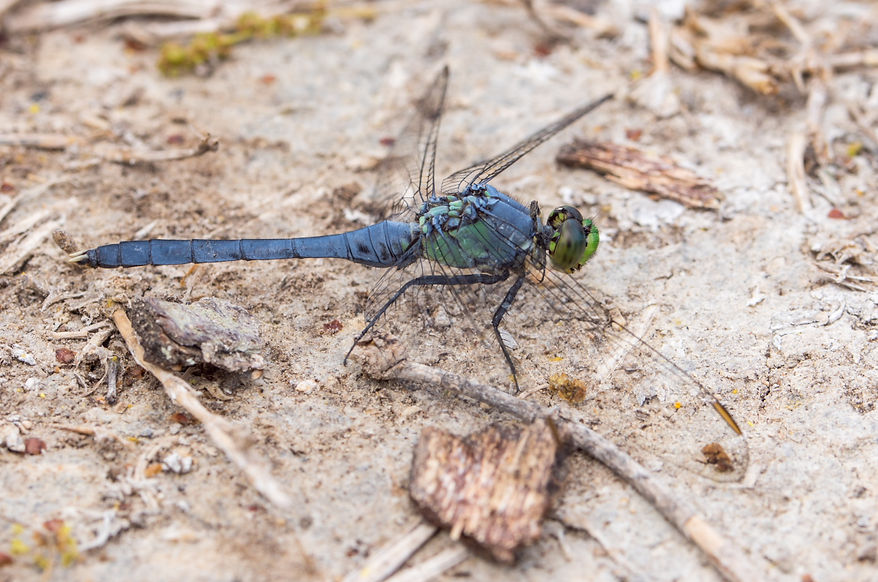 001Mwx - Eastern pondhawk - Aransas NWF - 10.04.2022 (1 von 1) (1 von 1).jpg
