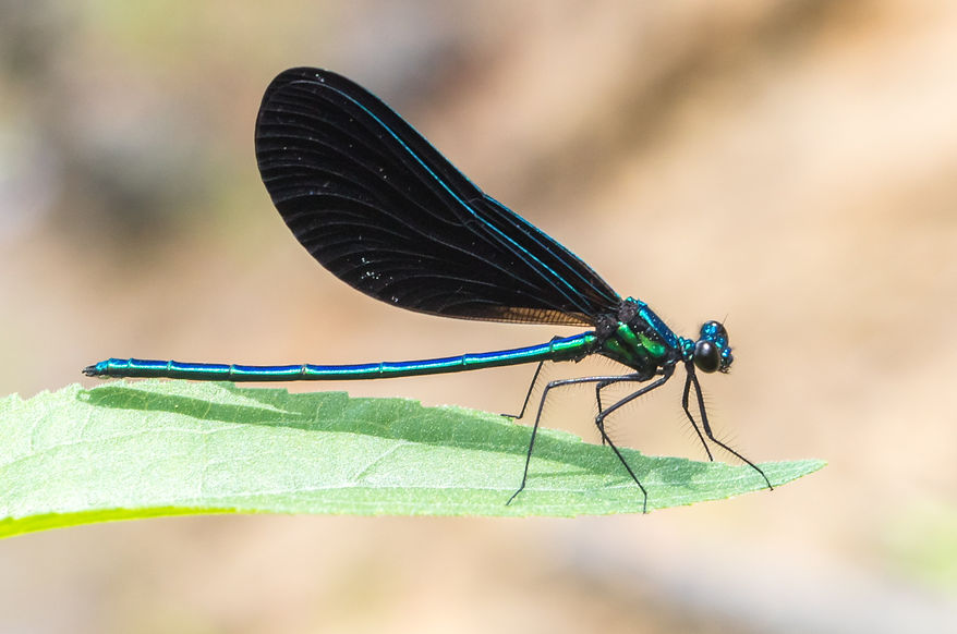 001Mwx - Calopteryx maculata - Davy Crickkett - 24.04.2022 (1 von 1).jpg