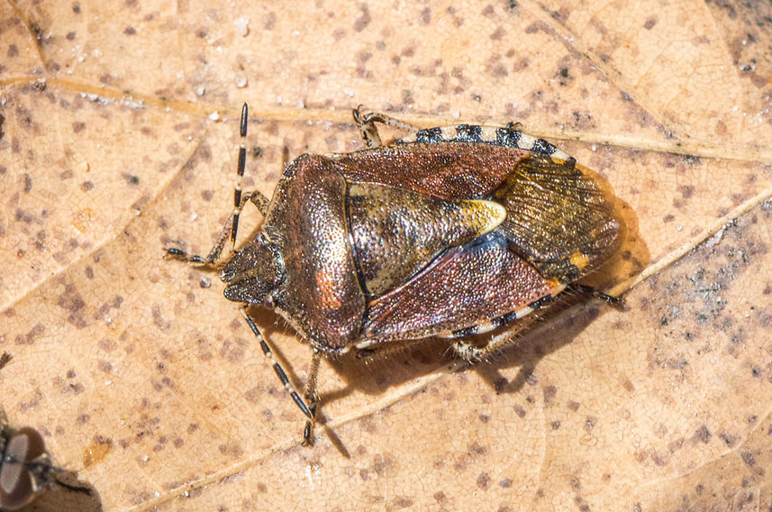 101wx - Dolycoris baccarum - Beerenwanze - Ockrilla - 22.10.2022 (3 von 1).jpg