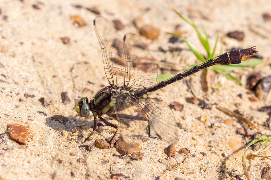 001Mwx - Gomphurus hybridus - Angelina NF - 22.04.2022 (1 von 1).jpg