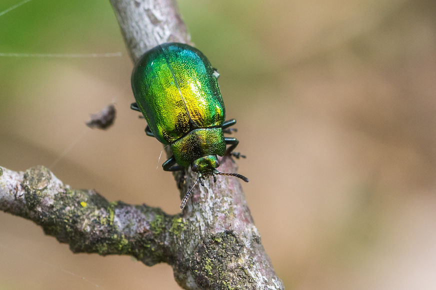 090wix - Linaeidea aenea - Erzfarbener Erlenblattkäfer - Rietschen F - 09.05.2021 (1 von 1