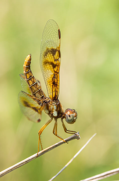001Wwx - Perithemis tenera - Santa Ana NWF - 12.04.2022 (1 von 1).jpg