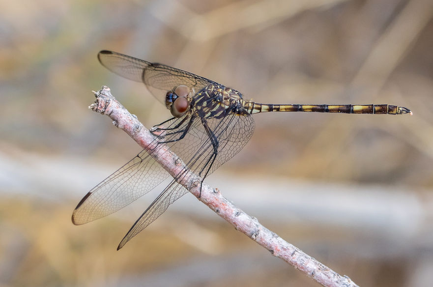 002Mwx - Dythemis nigrescens - Big Bend NP - 16.04.2022 (1 von 1).jpg