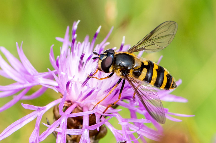 260wx - Megasyrphus erraticus - 08-08-25 - Carlsfeld.jpg