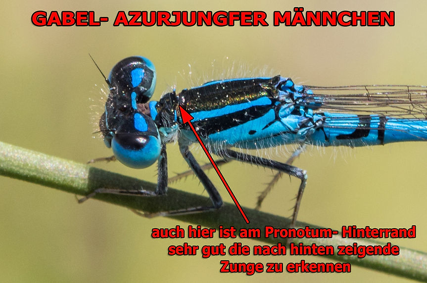 M650B - Gabel - Ugijar - 03-06 (1 von 1).jpg