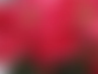 Ziemassvētku zvaigzne