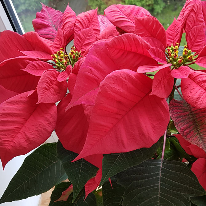 Ziemassvētku zvaigzne