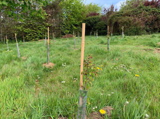 thumbnail_Tree planting at Glebefield.jpg