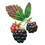 Thumbnail: Blackberries Sticker