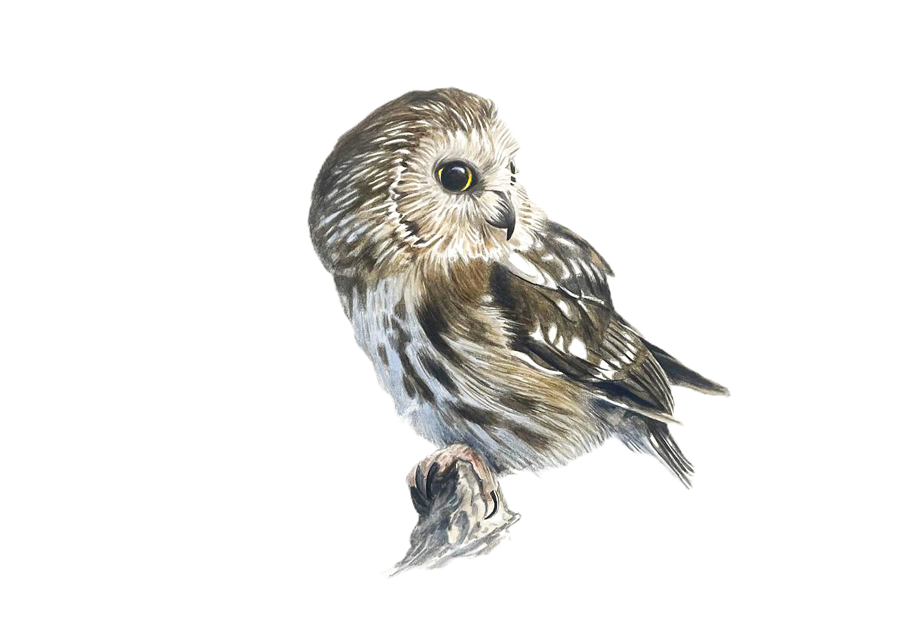 Northern Saw-whet Owl 2_edited.png