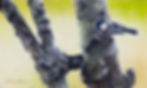 "Bark bridge chickadee"