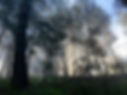 misty-forest-tini.jpeg
