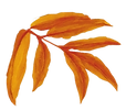 Leaf
