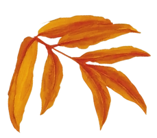 Leaf _edited_edited.png