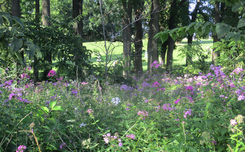 A thick patch of violet wildflowers on a sunny day.