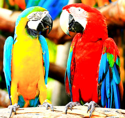 loro1_edited