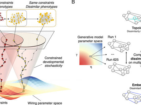 Influences of Stochasticity on Macroscopic Brain Development: New Insights from Generative Modelling