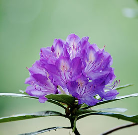 The Beauty of Life - 2026