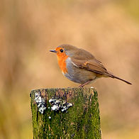 Wings of Stillness