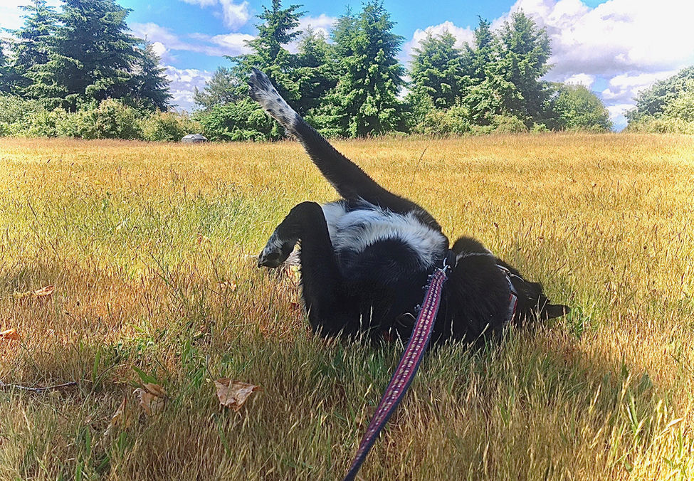 Dog rolling around in golden grasses
