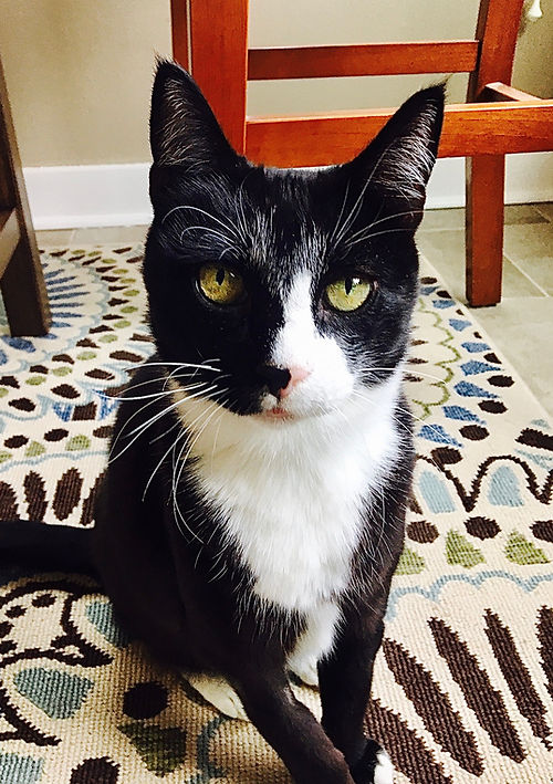 Ballard cat sitter The Catered Cat Seattle