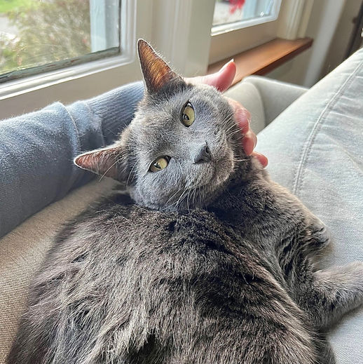Hand petting soft gray cat