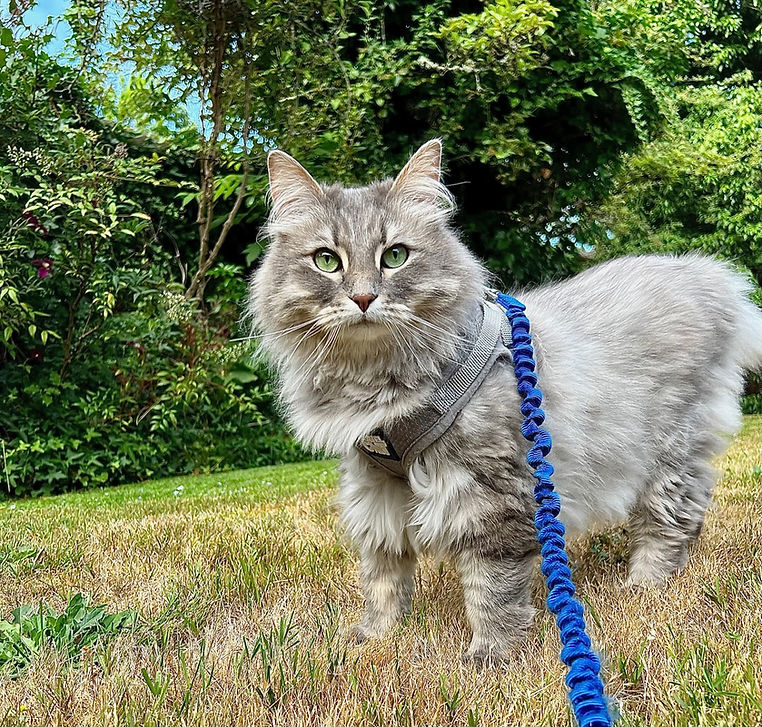 Fluffy cat walking on leash