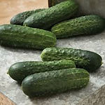 cucumber.jpeg