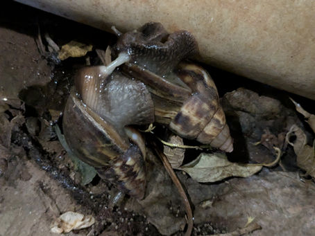 Two snails copulating