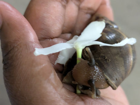 A snail being fed