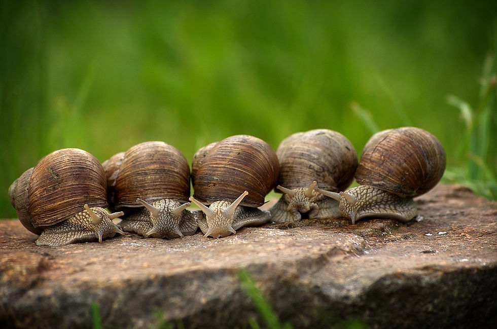 snails-2983235_1280.jpg