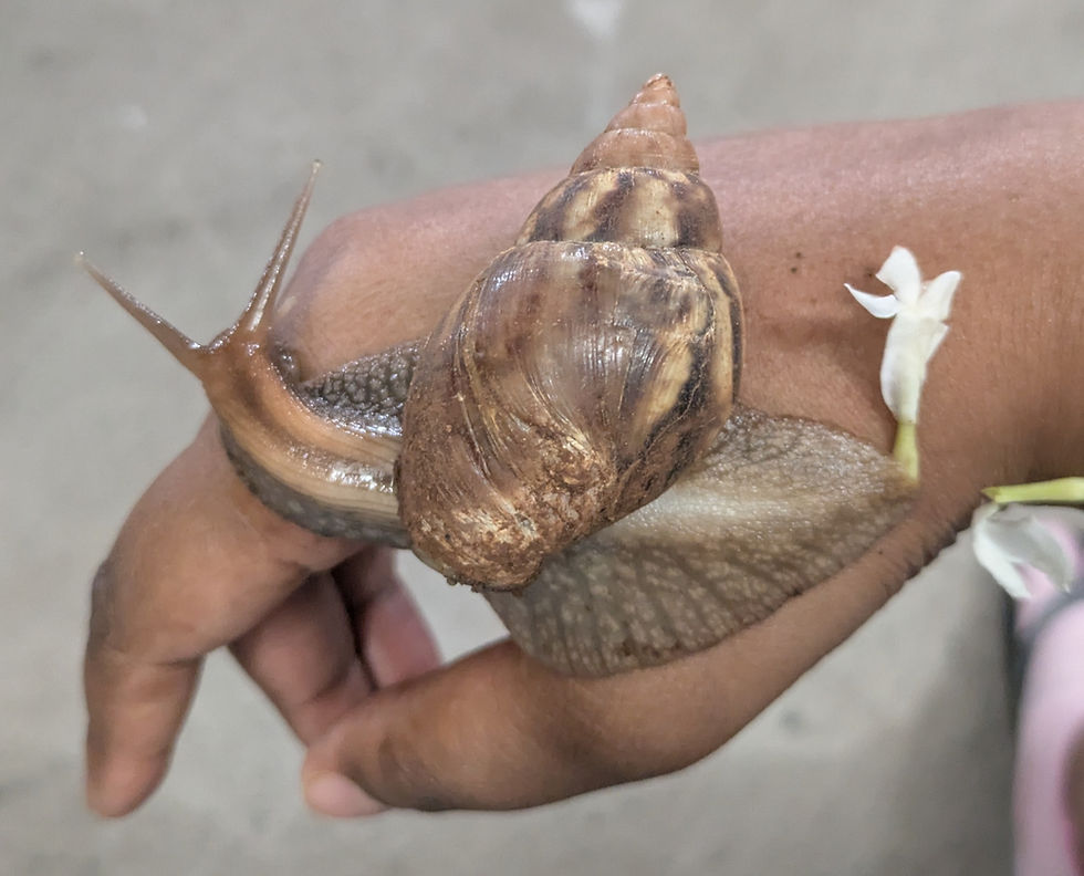 Mr. Snail's cool shell 