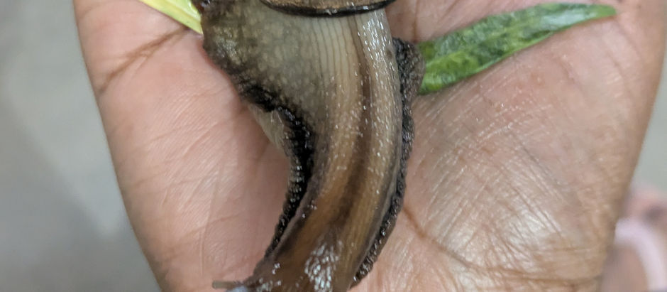 Slime and Snails: What is slime? Why doesn't Mr. Snail need a dating app or a car?