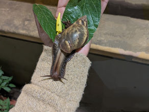 Mr. Snail wishes me happy birthday!