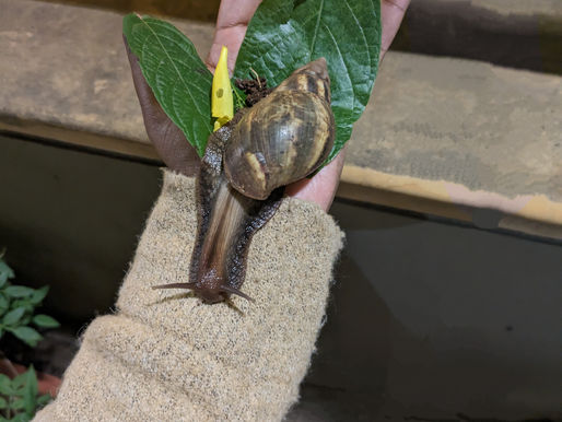 Mr. Snail wishes me happy birthday!