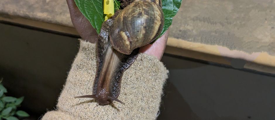 Mr. Snail wishes me happy birthday!