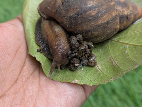 A snail on a leaf