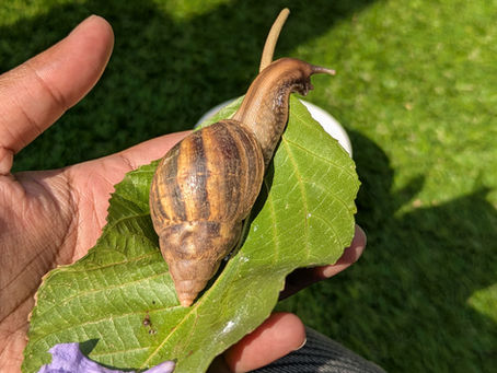 A snail in a human's palm
