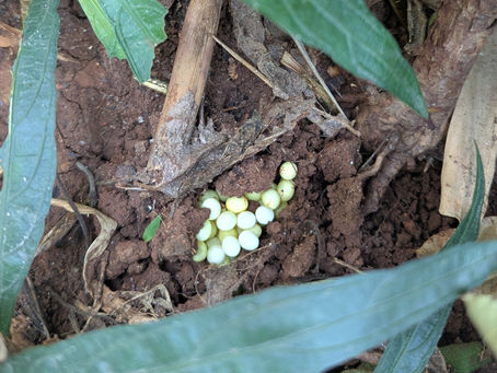 Snails and angels: Do snails come out of eggs? Can angels intervene without our permission?