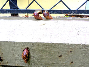 A group of snails