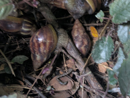 A group of snails