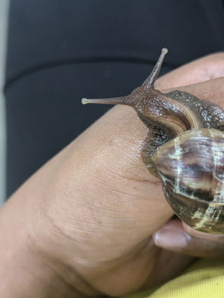 A snail crawling on a human's finger