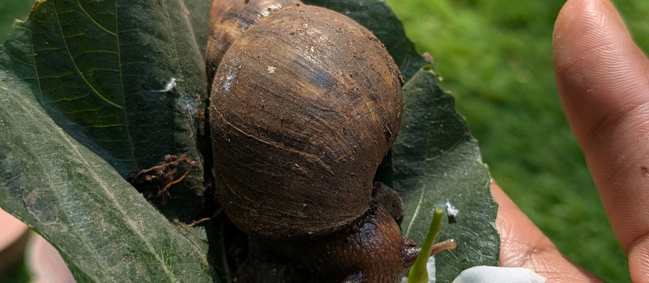 A snail eating a jasmine flower